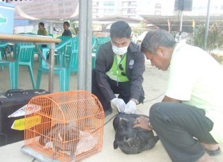 Public veterinary officials inoculate pets against the rabies disease at the Pattaya School. No. 2 on Thursday, Feb. 17.